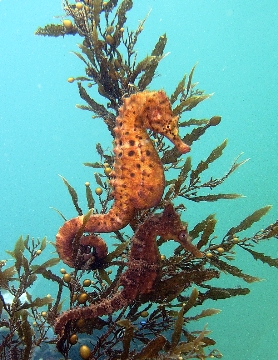 This photo of Sydney, Australia seahorses was taken by photographer Rick Hawkins of Penrith, Australia.  Such a treat to see these little guys up close...